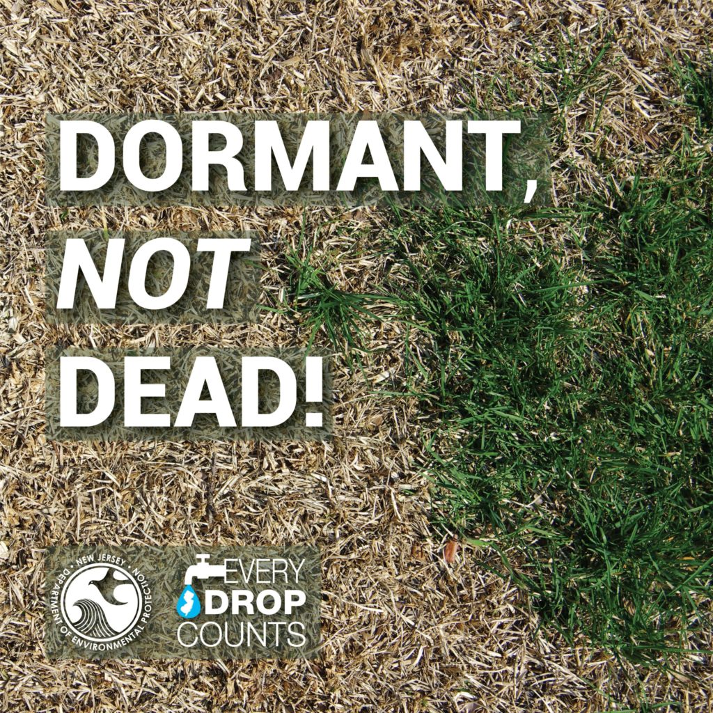 dormant-not-dead